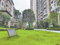荣昌：推门见绿 上半年新增城市绿地近29万平方米